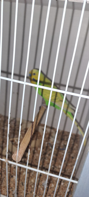 Pair of budgies