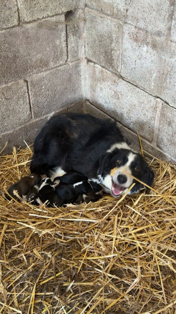 6 border collie puppies