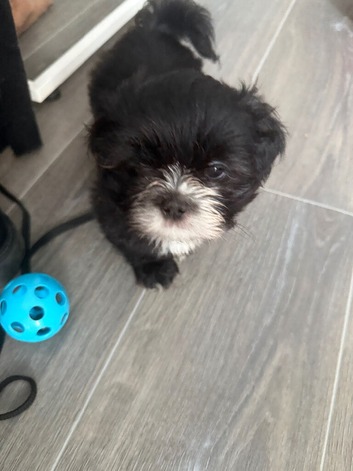 Shih Tzu puppies