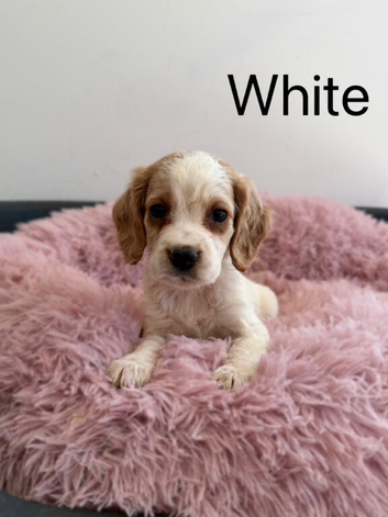Cocker Spaniel Puppies &ndash; 2 Boys & 3 Girls Ready Now!