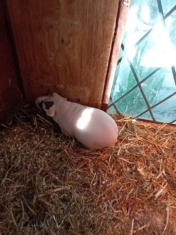 Sow skinny pigs for sale 6 months old and assorted babies ready 14 th November