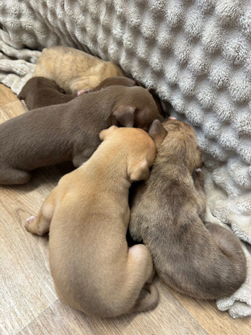 Bull,grey,kelpie,collie,saluki,whippet!A++