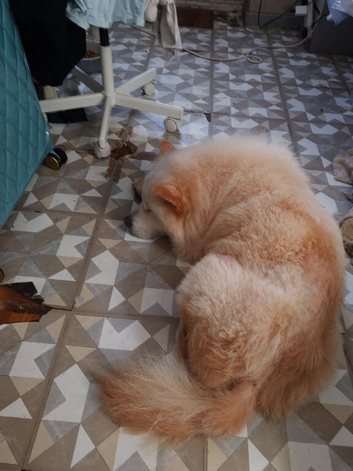 Chow chowSamoyed 5 year old neeed for ever home