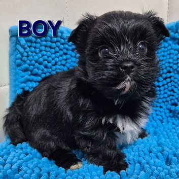 Yorkshire Terrier