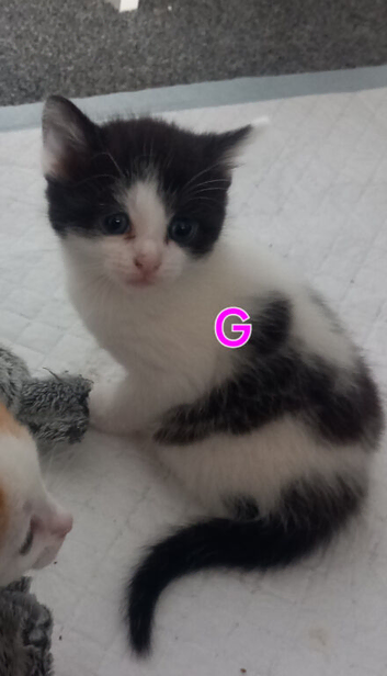 2 kittens ready to go now