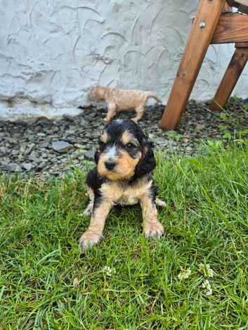 Beautiful F1 Cockapoo puppies