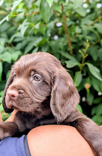 Stunning F1B Chocolate Male Sprocker Puppy &ndash; Champion Working Lines, Fully Vaccinated & Ready Now