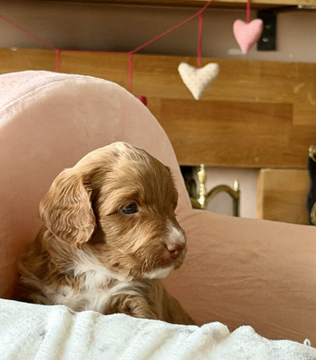 Beautiful Labradoodle Puppies