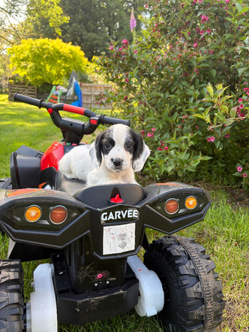 Sprocker Spaniel Puppies &ndash; Working Bloodlines