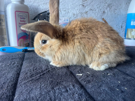 Continental x French lop