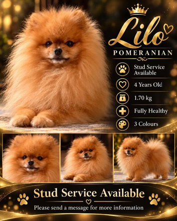 Beautiful Pom available for Stud