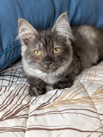 Beautiful Ragdoll x Maine Coon Girl Kitten
