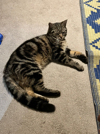 Domestic short hair