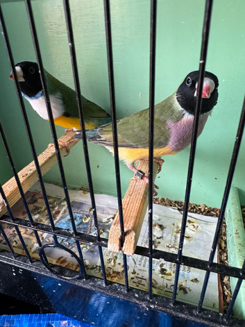 Gordin finch bird