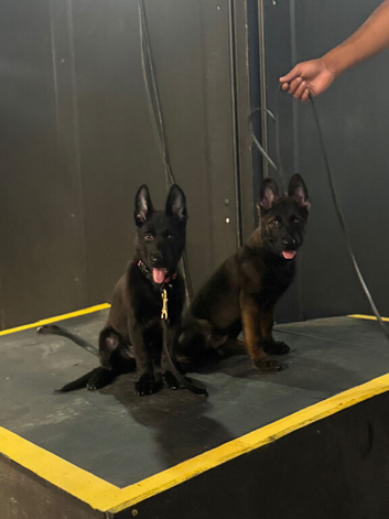 German Shepard x Malinois