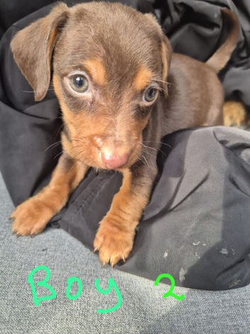 Jack russle X Dachshund