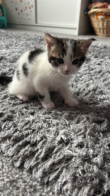 Female kitten