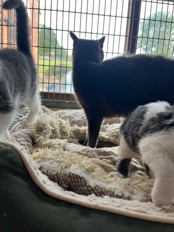 3 GORGEOUS GREY AND WHITE KITTENS