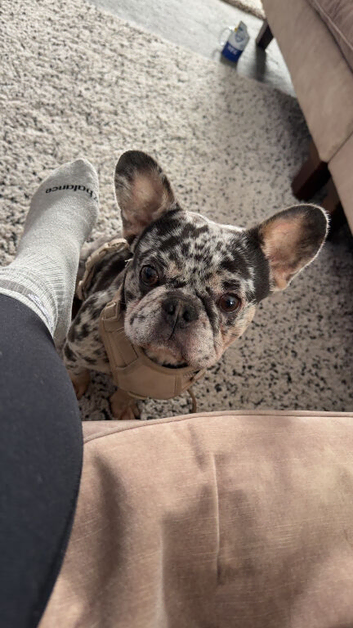 Merle French bulldog male
