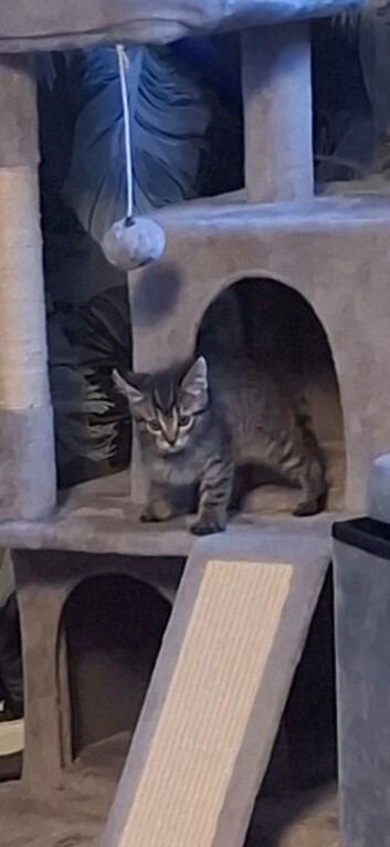 I am selling a kitten.