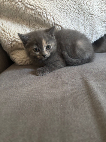 Persian cross kittens ready this Friday