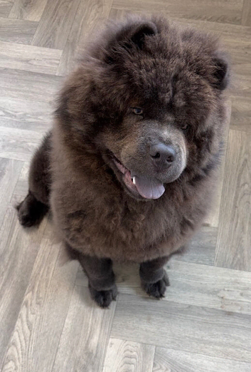 Kc registered blue girl chow chow