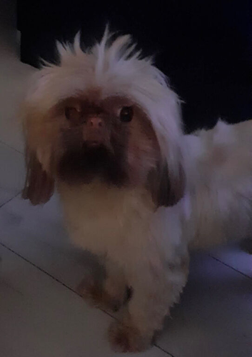 Beautiful litter of Shih Tzus imperial