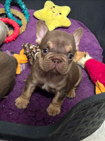 KC Fluffy French Bulldog Puppies