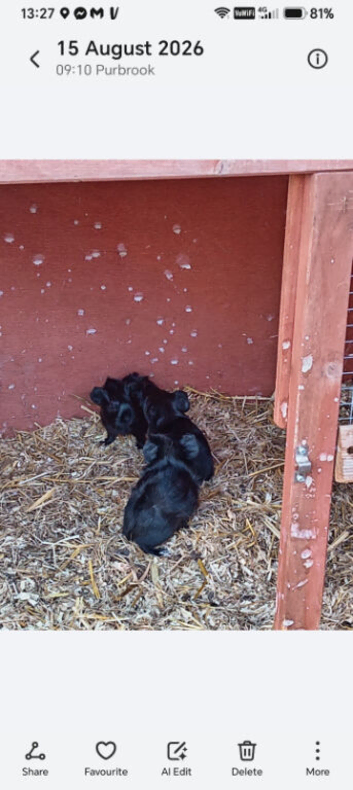 Pure black boars