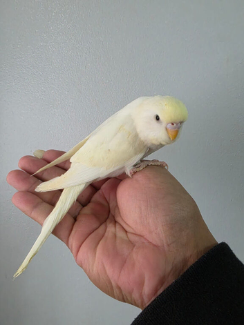Silly hand tammed baby budgies