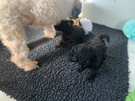 1 Mini Poodle MALE