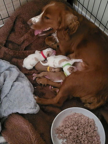 Amazon cocker spaniel puppies