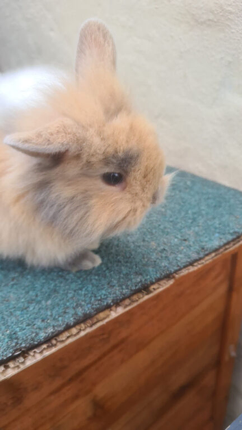Beautiful Mini Lop &times; Lionhead Dwarf Bunny
