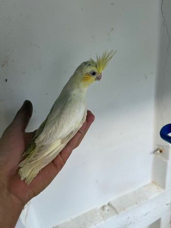 Young cocktail