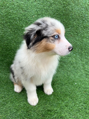 Australian Shepherd Puppies