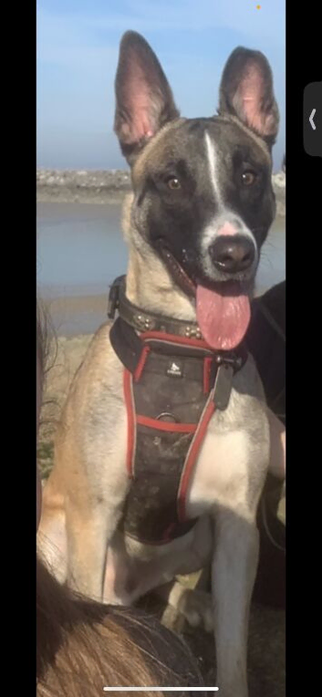Age 4 Belgian shepard