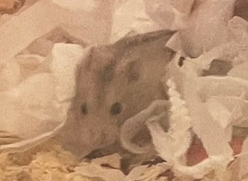 Male dwarf hamster