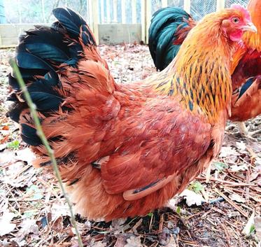 Chicken Hatching Eggs x6 Lucky Dip