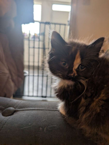 Tortie and calico kittens