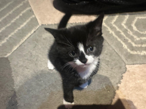 Kitten