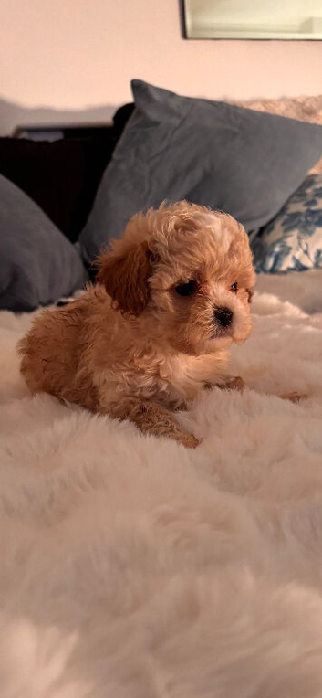 4 outstanding toy shihpoos 1 adorable boy