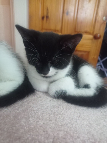 Boy kittens
