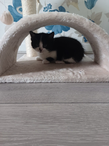 1 kitten for a good home.