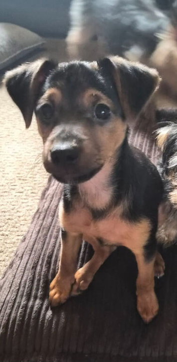 1 beautiful puppy left