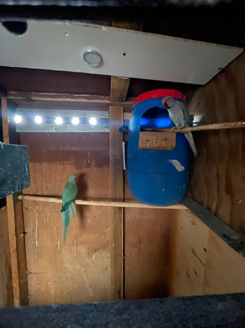 Blue Ringnecks