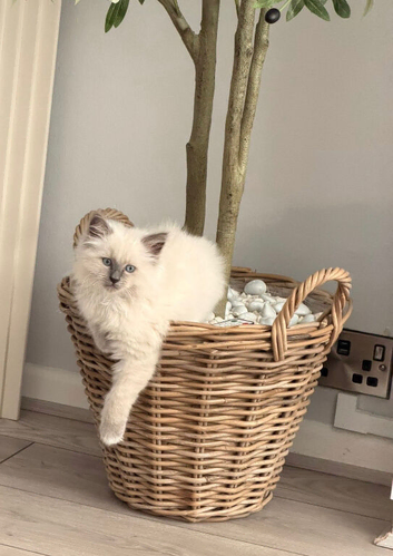 Gorgeous 15 week old Blue mitted Ragdoll kitten