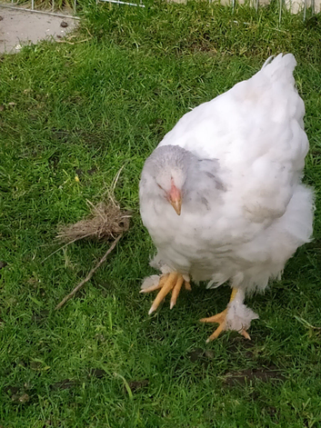 Brahma cockerels mottled & dark - white? Pullet see description