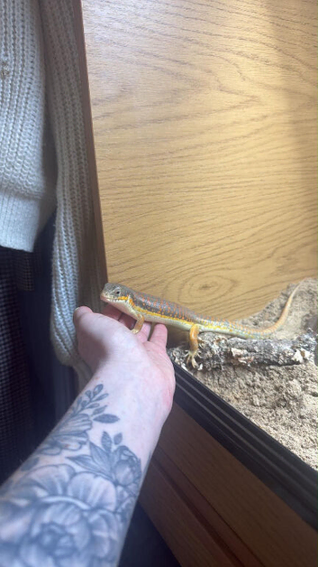 Berber Skink with Set Up