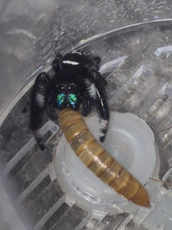 Male junping spider