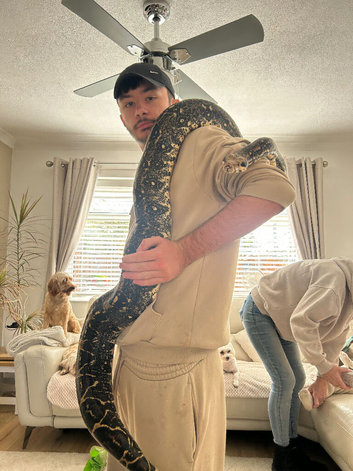 Female red tailed tree boa